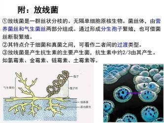 放线菌：抗生素与生态平衡的神奇使者