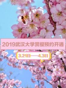 2018武大樱花盛开时间公布，预约抢票攻略全解析