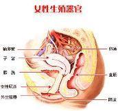 阴道炎的症状及其识别：女性健康的警示信号