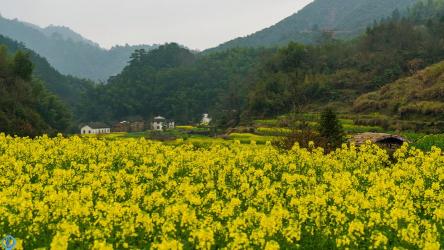 婺源旅游攻略：探索古村落的魅力，畅游油菜花海