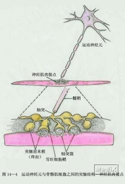 疼痛背后的秘密：神经性、炎症性、肌肉骨骼等多维度解析