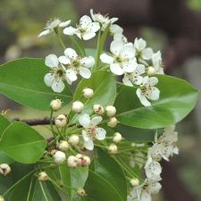 巧克力波斯菊：生长特性、形态与栽培方法