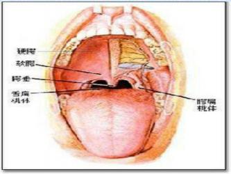 小儿扁桃体炎：原因、分类与应对方法