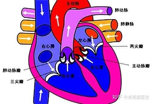 二尖瓣关闭不全：探秘心脏“阀门”失灵的背后原因与解决方案