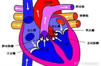 二尖瓣关闭不全：探秘心脏“阀门”失灵的背后原因与解决方案