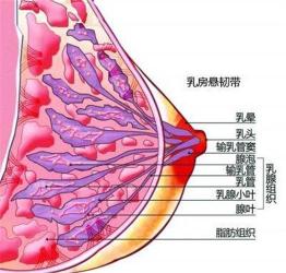 下垂乳房的五大原因与预防策略：如何保持乳房挺拔与自信？