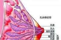 下垂乳房的五大原因与预防策略：如何保持乳房挺拔与自信？