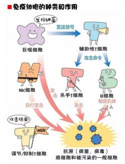 HBsAb阳性：乙型肝炎免疫力的守护神