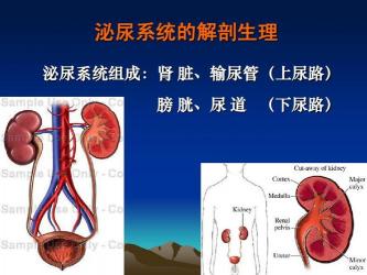 泌尿系统解剖图：深入了解泌尿系统的结构与功能