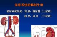 泌尿系统解剖图：深入了解泌尿系统的结构与功能