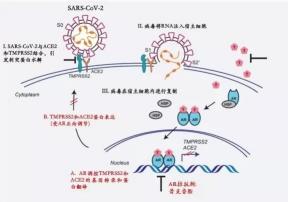 奥密克戎对孕妇的影响：以图解方式全面了解风险与应对措施