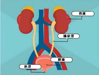 膀胱炎治疗全攻略：预防与康复的关键步骤