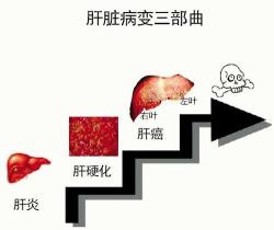 乙型肝炎的传播途径：深度解析与日常防护指南