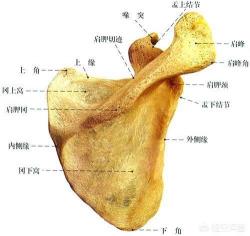 肩胛骨疼痛是什么原因？常见诱因及治疗方法解析