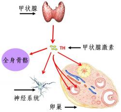 外阴白斑：揭秘病因、症状与防治之道，女性健康不容忽视