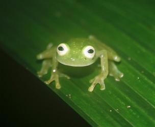 玻璃蛙：透明中的生物学奇迹