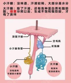 得了腋臭怎么办？全面解析调理方法与治疗建议