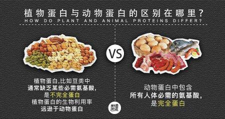 动物蛋白：来自猪肉、鱼肉、鸡蛋、虾和羊肉的营养宝库