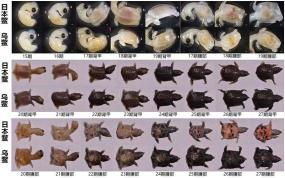 广东工业大学图书馆的斑鳖：珍稀水生动物的奥秘与保护