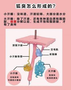 腋臭气味：夏季女性体味的秘密与应对之道