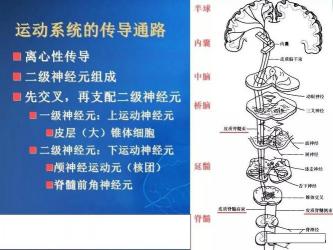 霍金的病：运动神经元病的征兆与病程详解