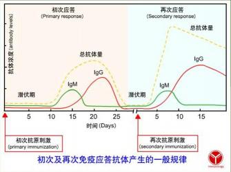 新型冠状病毒IgM抗体：早期诊断与短期感染的标志