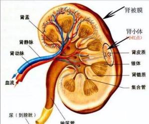 肾脏：蚕豆状的实质性器官与健康的重要性