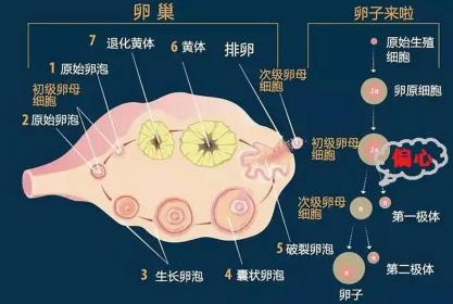 排卵不正常能怀孕吗：了解排卵障碍与生育的可能性