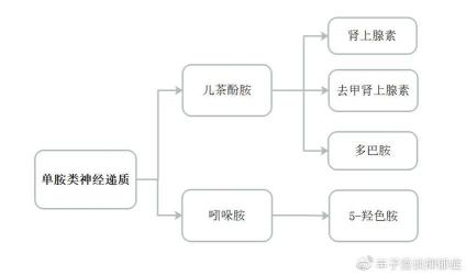 儿茶酚胺：神经递质与药物作用解析