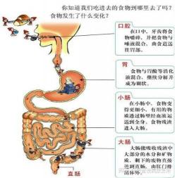 消化系统：人体食物处理的秘密工厂