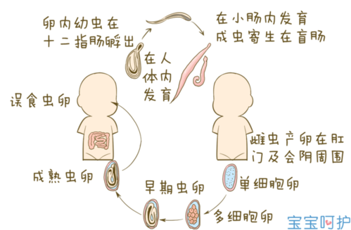 肚子有蛔虫的症状及防治：了解蛔虫感染的迹象与预防方法