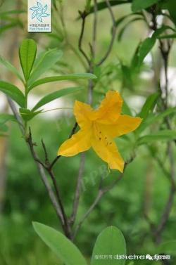 闹羊花：祛风除湿、散瘀定痛、止咳平喘的神奇药材