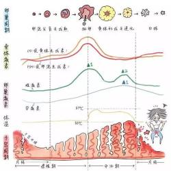 子宫肌瘤是怎么引起的：揭秘激素、遗传与细胞因子的角色