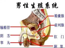 射精过快：原因、影响及有效应对措施