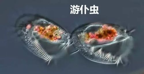 滴虫：引发女性滴虫性阴道炎的微小原虫生物