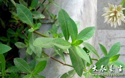 空心莲子草：生长、防治与药用价值的探索