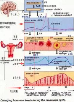 为什么会痛经？原因与缓解方法大揭秘！