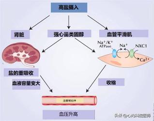 红斑狼疮病因解析：遗传、感染、内分泌与环境因素的综合作用