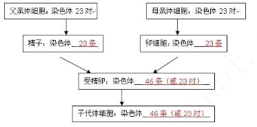 女性流产的原因：性生活、基因染色体和子宫受伤