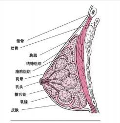 乳房疼痛：原因及应对策略