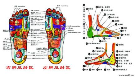 足底反射区图：揭示人体各部位器官与足底投影区域的奥秘