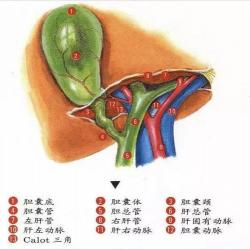 胆总管狭窄：肿大的胆管挤进狭窄的通道