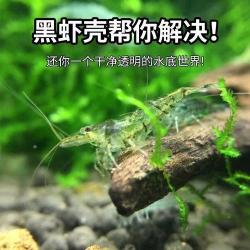 黑壳虾：鱼缸清洁小能手，温和又多变的水族宠儿