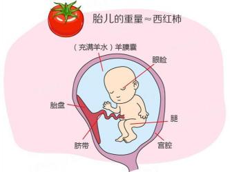 新生儿身高标准：子宫与胎儿的奇妙关系