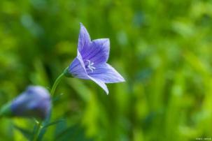 青葙花花语与食疗：真挚爱情和健康之选